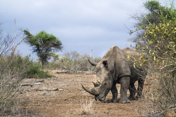 Güney beyaz gergedan Kruger National park, Güney Afrika