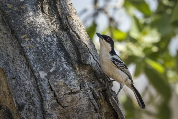 Black-backed Puffback in Kruger National park, South Africa — Stock Photo, Image