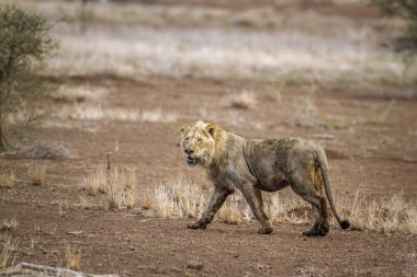 Afrika aslanı Kruger National park, Güney Afrika