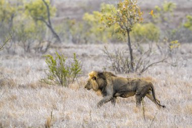 Afrika aslanı Kruger National park, Güney Afrika