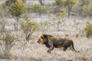 Afrika aslanı Kruger National park, Güney Afrika