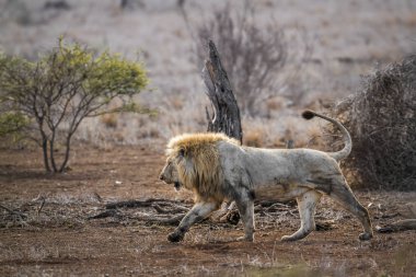Afrika aslanı Kruger National park, Güney Afrika