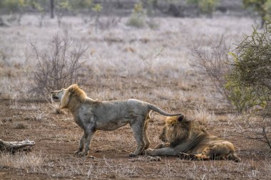 Afrika aslanı Kruger National park, Güney Afrika