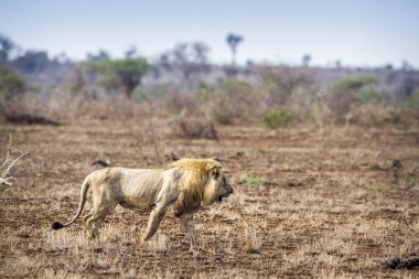 Afrika aslanı Kruger National park, Güney Afrika