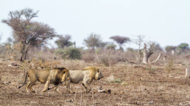 Afrika aslanı Kruger National park, Güney Afrika