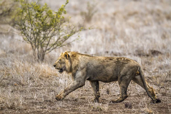 African lion in Kruger National park, South Africa — Stock Photo, Image