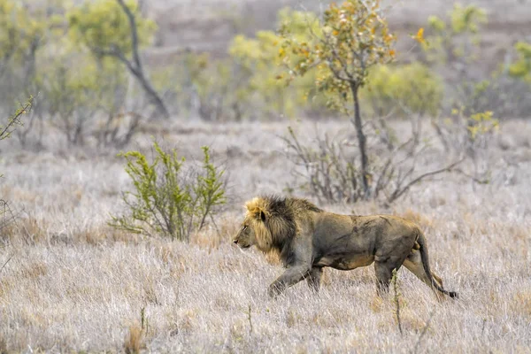 Afrikaanse leeuw in Kruger National park, Zuid-Afrika — Stockfoto