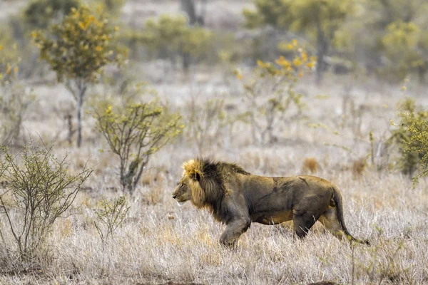 Leão africano no Parque Nacional Kruger, África do Sul — Fotografia de Stock