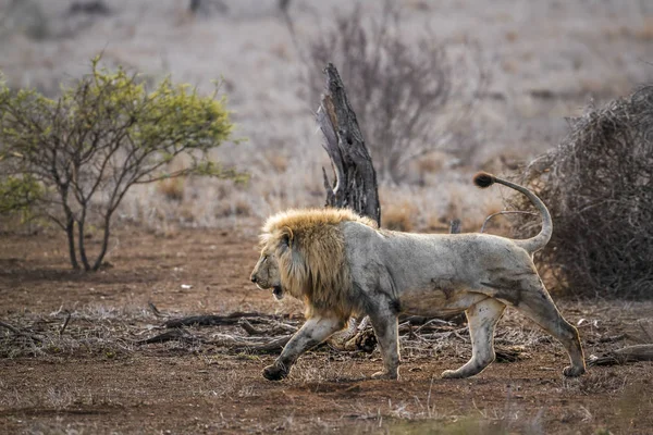 Leul african în Parcul Național Kruger, Africa de Sud — Fotografie, imagine de stoc