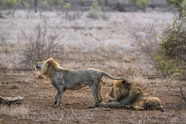 Lwa afrykańskiego w Kruger National park, Afryka Południowa — Zdjęcie stockowe