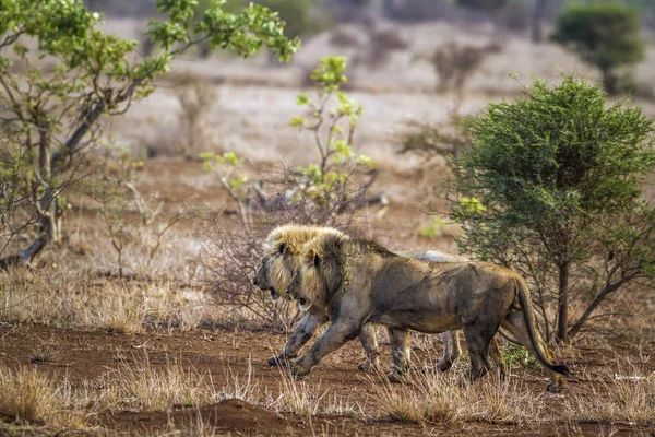 Leone africano nel parco nazionale di Kruger, Sud Africa — Foto Stock