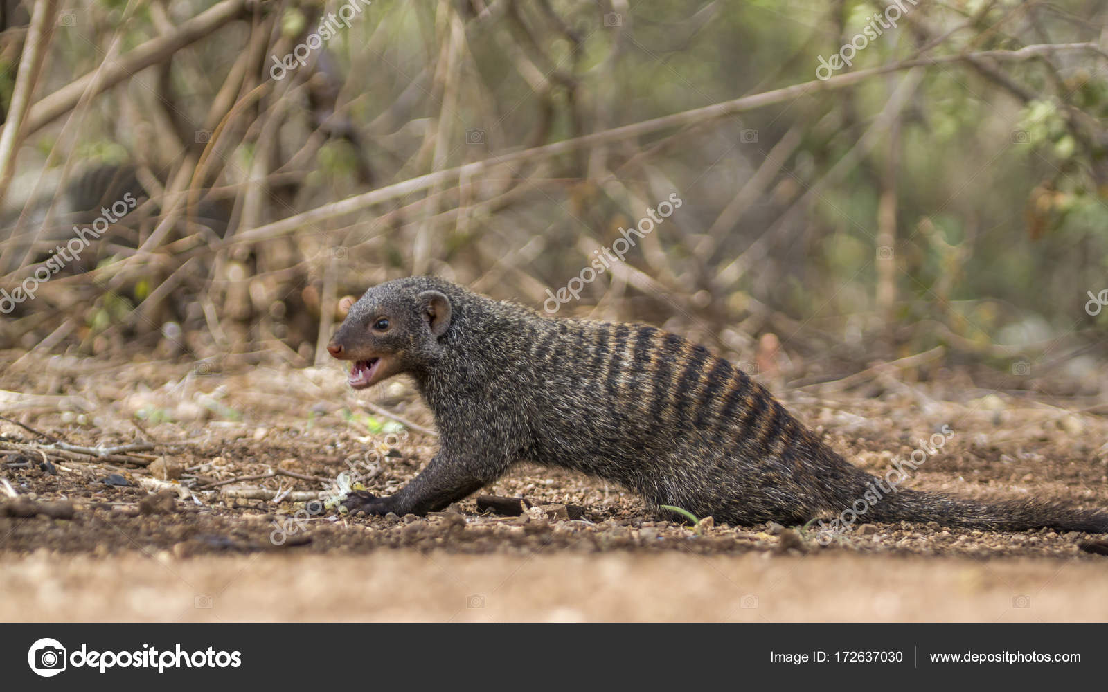 Mangosta con bandas en el Parque Nacional Kruger, Sudáfrica fotografía