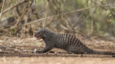 şeritli Firavun faresi Kruger National park, Güney Afrika