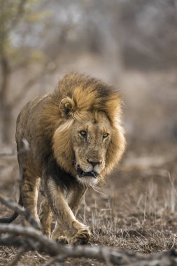 Afrika aslanı Kruger National park, Güney Afrika