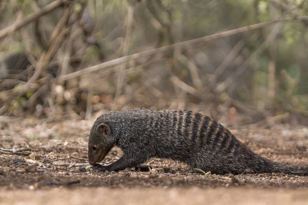 Banded mongoose in Kruger National park, South Africa — Stock Photo, Image