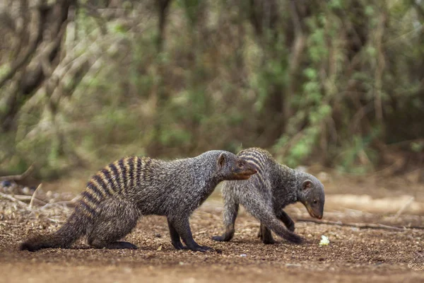 Sávos mongúz Kruger Nemzeti park, Dél-afrikai Köztársaság — Stock Fotó