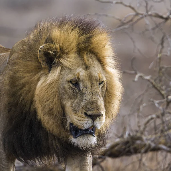 Lwa afrykańskiego w Kruger National park, Afryka Południowa — Zdjęcie stockowe