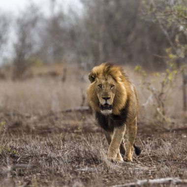 Afrika aslanı Kruger National park, Güney Afrika