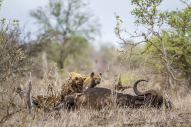 Benekli hyaena Kruger National park, Güney Afrika