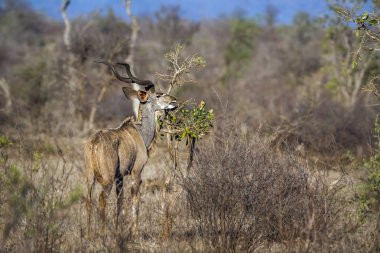 Büyük kudu Kruger National park, Güney Afrika