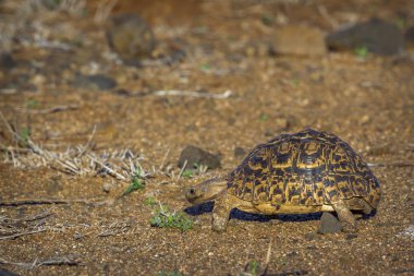 Leopar kaplumbağa Kruger National park, Güney Afrika