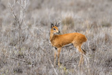 Steenbok Kruger National park, Güney Afrika
