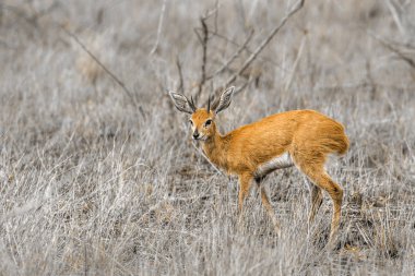 Steenbok Kruger National park, Güney Afrika