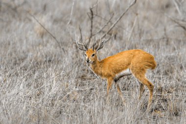 Steenbok in Kruger National park, South Africa clipart