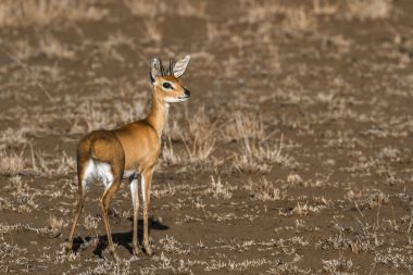 Steenbok Kruger National park, Güney Afrika