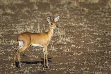 Steenbok Kruger National park, Güney Afrika