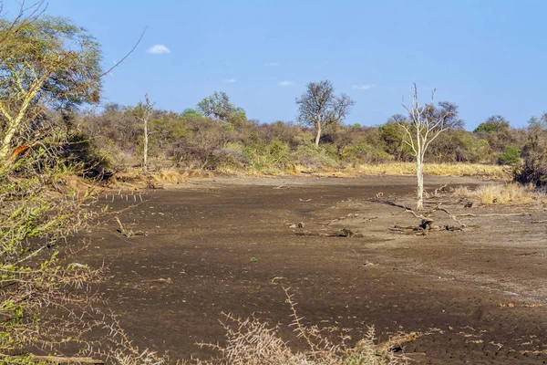 Sucha krajina v Kruger National park, Jihoafrická republika — Stock fotografie