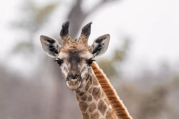 南アフリカのクルーガー国立公園のキリン — ストック写真