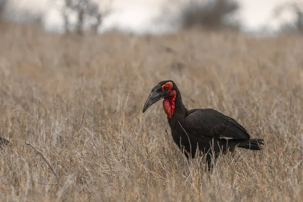 Südlicher Erdhornvogel im Kruger Nationalpark, Südafrika — Stockfoto