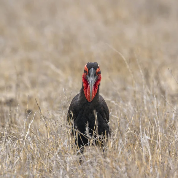Southern Ground-Hornbill in Kruger National park, South Africa — Stock Photo, Image