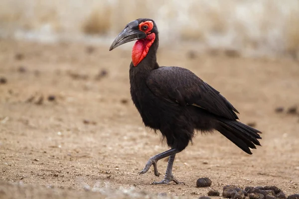 Southern Ground-Hornbill in Kruger National park, South Africa — Stock Photo, Image