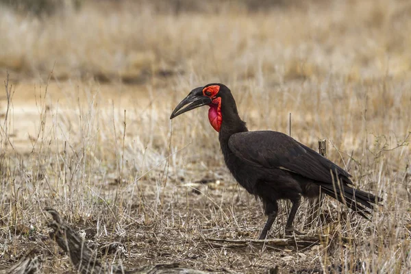 Südlicher Erdhornvogel im Kruger Nationalpark, Südafrika — Stockfoto