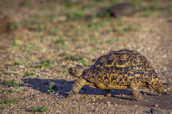 Леопардова черепаха в Національний парк Крюгера, Південно-Африканська Республіка — стокове фото