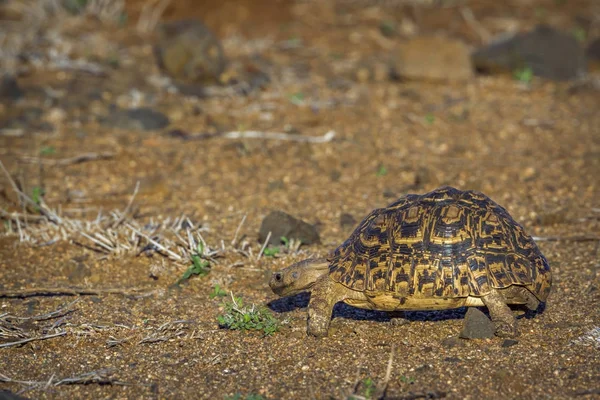 Luipaard schildpad in Kruger National park, Zuid-Afrika — Stockfoto