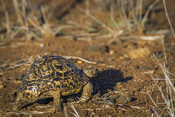 Леопардова черепаха в Національний парк Крюгера, Південно-Африканська Республіка — стокове фото