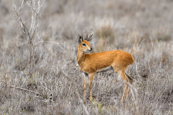 Steenbok в Національний парк Крюгера, Південно-Африканська Республіка — стокове фото
