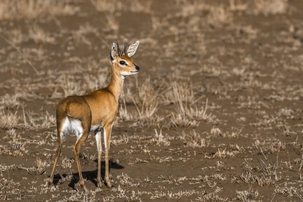 Steenbok dans le parc national Kruger, Afrique du Sud — Photo