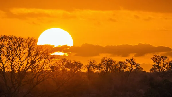 Zachód Słońca Krajobraz w Kruger National park, Afryka Południowa — Zdjęcie stockowe