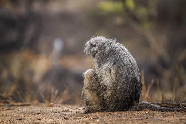 Chacma pavian im kruger nationalpark, südafrika — Stockfoto