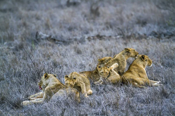 Africký Lev v Kruger National park, Jihoafrická republika — Stock fotografie