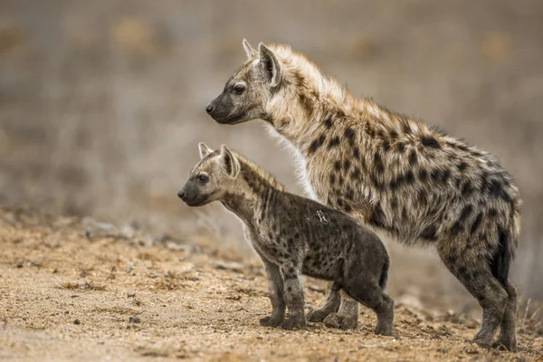 Benekli hyaena Kruger National park, Güney Afrika