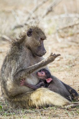 Chacma maymun Kruger National park, Güney Afrika