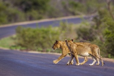 Afrika aslanı Kruger National park, Güney Afrika