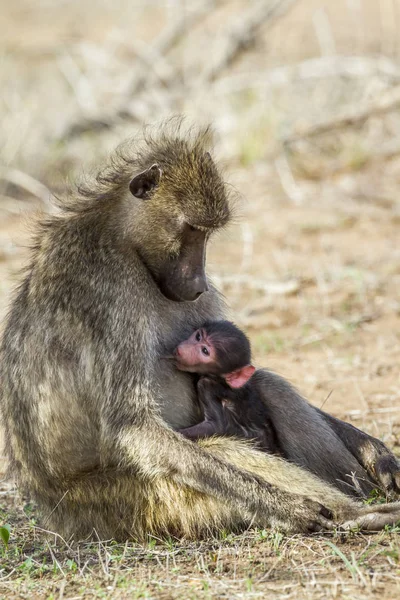 Chacma babuíno no Parque Nacional Kruger, África do Sul — Fotografia de Stock