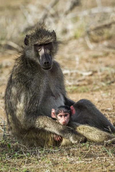 Chacma babuíno no Parque Nacional Kruger, África do Sul — Fotografia de Stock