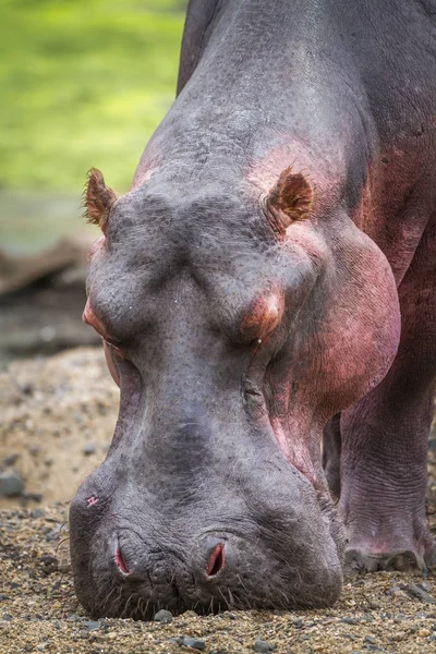 Hipopótamos em Kruger National Park, África do Sul — Fotografia de Stock